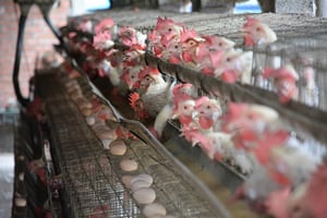台灣雞蛋也檢出殺蟲劑 即日起回溯下架