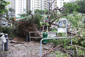 接692宗塌樹報告 121市民於風暴期間受傷