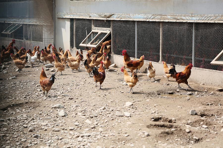 繼毒雞蛋之後 南韓又查出含農藥的「毒雞」