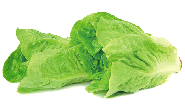 【種植清新香草】生菜lettuce