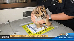 從墨西哥帶老虎入境美國 加州少年被捕