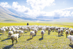 書摘：《山牧之愛》現代牧人的四季日常還有他的羊(1)