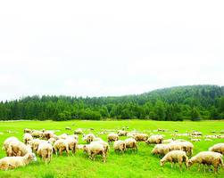 現代牧人的四季日常 還有他的羊（2）