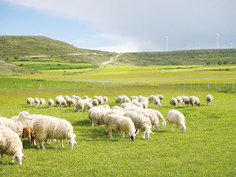 書摘：《山牧之愛》現代牧人的四季日常 還有他的羊（6）