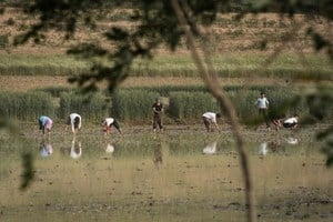 北韓饑荒缺人手 讓外國遊客「插秧種稻」