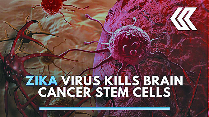 最新的研究發現，寨卡病毒可以用來摧毀難以治療的腦癌細胞。（影片截圖）