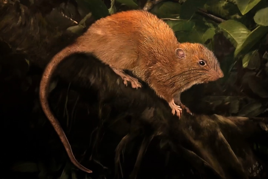 所羅門群島驚現巨鼠新物種 身長近半米