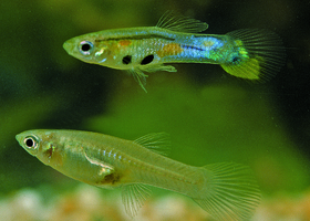 魚有感情和性格差異 令科學家驚訝