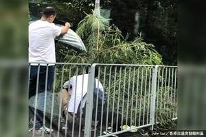 【卡努襲港】荃灣荃景圍五米大樹倒塌傷人