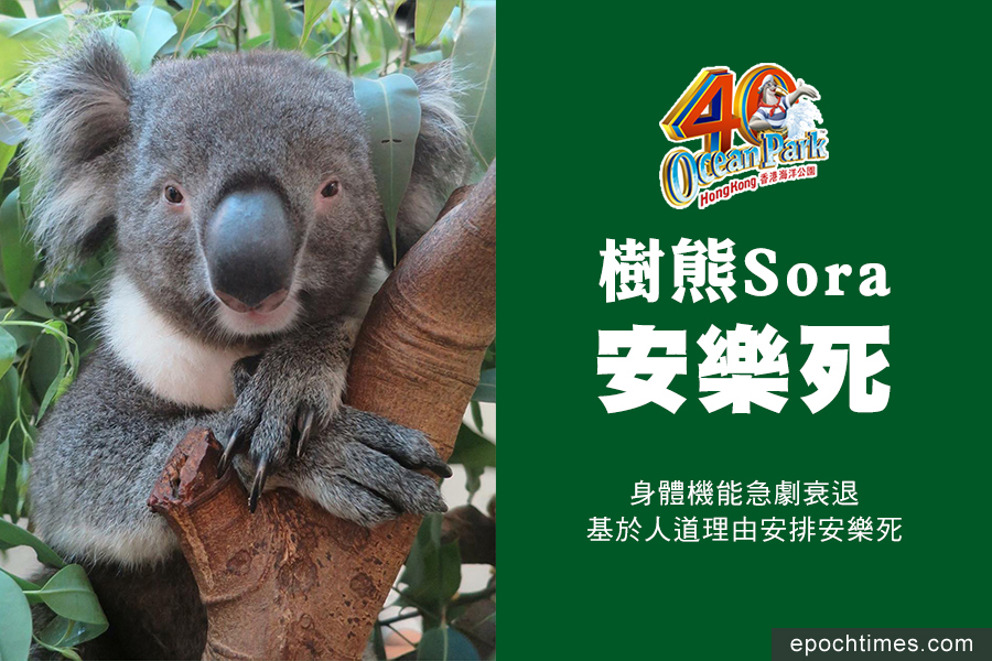 海洋公園宣佈，一隻五歲雄性樹熊「Sora」在昨日（17日）已進行安樂死。（海洋公園）