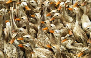 安徽爆發H5N6 本港停進口疫區家禽產品