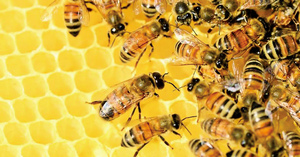 全球七成半蜂蜜含殺蟲劑，歐盟下月決定是否禁用