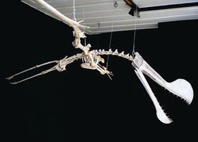 蒙古發現7000萬年前飛行翼龍