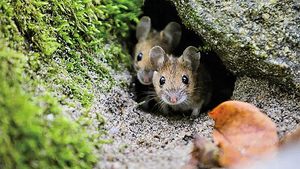 野生小鼠腸道細菌有助無菌小鼠預防流感和癌症