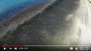 數百萬海螺入侵美國佛州沙灘 黑壓壓一片