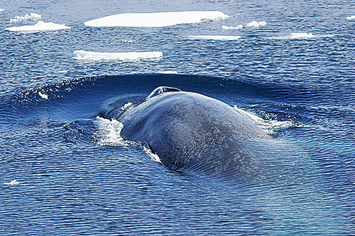 科學家在研究藍鯨（Balaenoptera musculus）時發現，這種身長超過33米、體重達200噸以上的體型最大的動物也有類似人左右利手的生理現象。（Flickr）