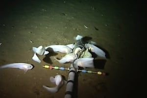 世界最深海溝現新魚種 全身透明無魚鱗