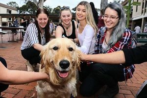 澳堪培拉大學為學生考試減壓 設寵物動物園