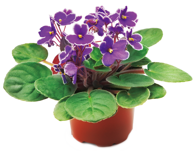 室內空氣清淨高手非洲菫