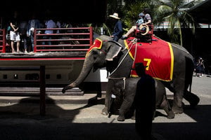 泰國大象踩死領隊 象背上的夫婦講述細節