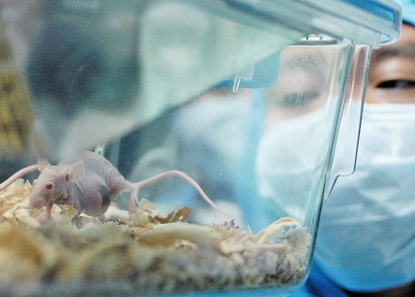 基因療法成功預防小鼠阿爾茲海默氏症