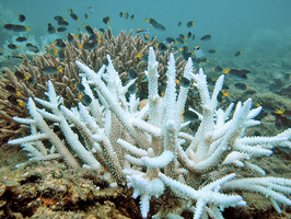 美科學家致力於幫助珊瑚適應暖化