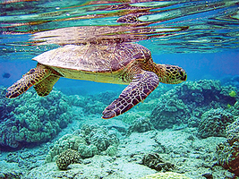 海水升溫 綠海龜99%變雌性