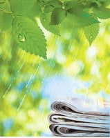 讀報在梅子黃時的雨中