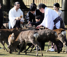 日本奈良鹿攻擊遊客事件暴增 中國人佔八成