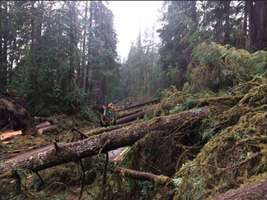 怪風吹倒美國國家公園上百棵樹 令專家費解