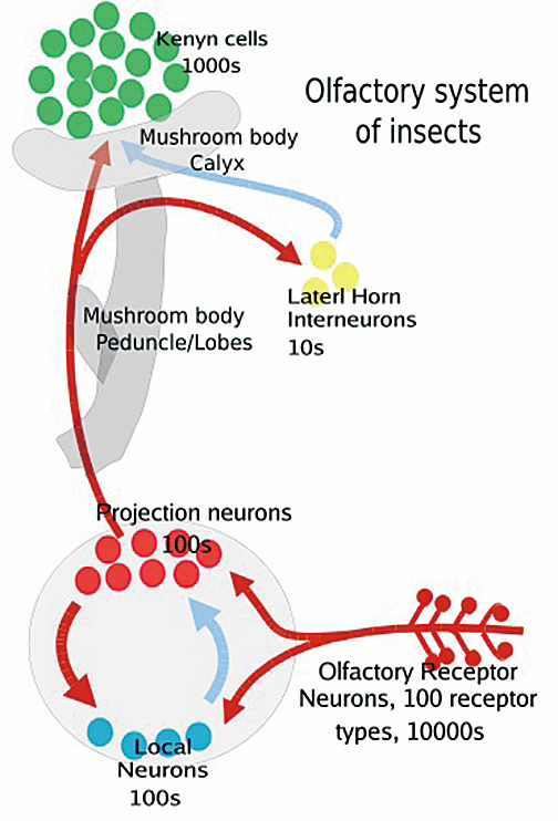 人工智能無法與飛蛾大腦相比