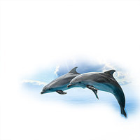 【萬物有靈】海豚游近潛水者求救