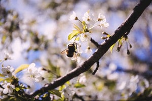 【節氣典故】驚蟄時節 春雷始鳴萬物復甦