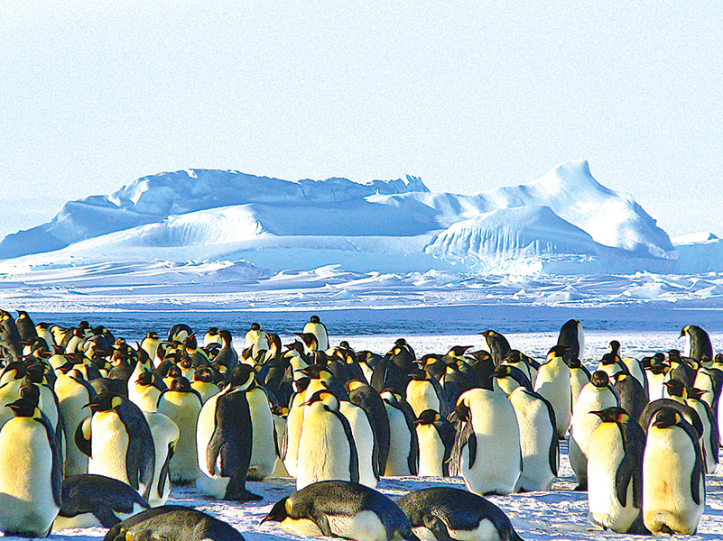 南極太空照驚現大群企鵝 多達150萬隻