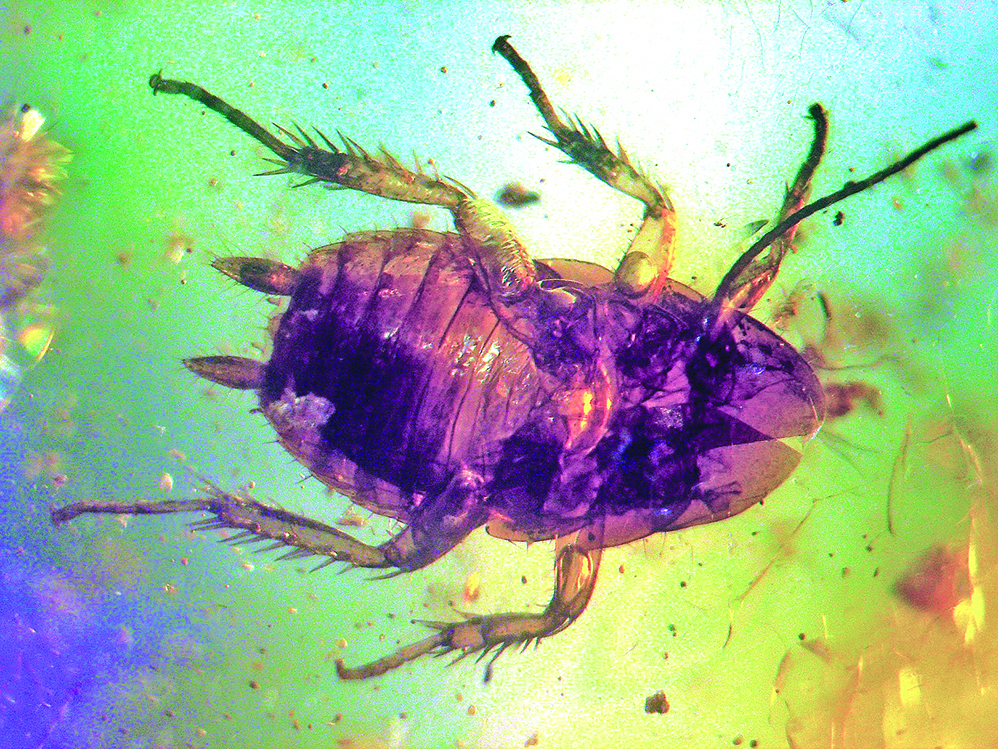 大約五千萬年前蟑螂的琥珀標本。（維基百科）