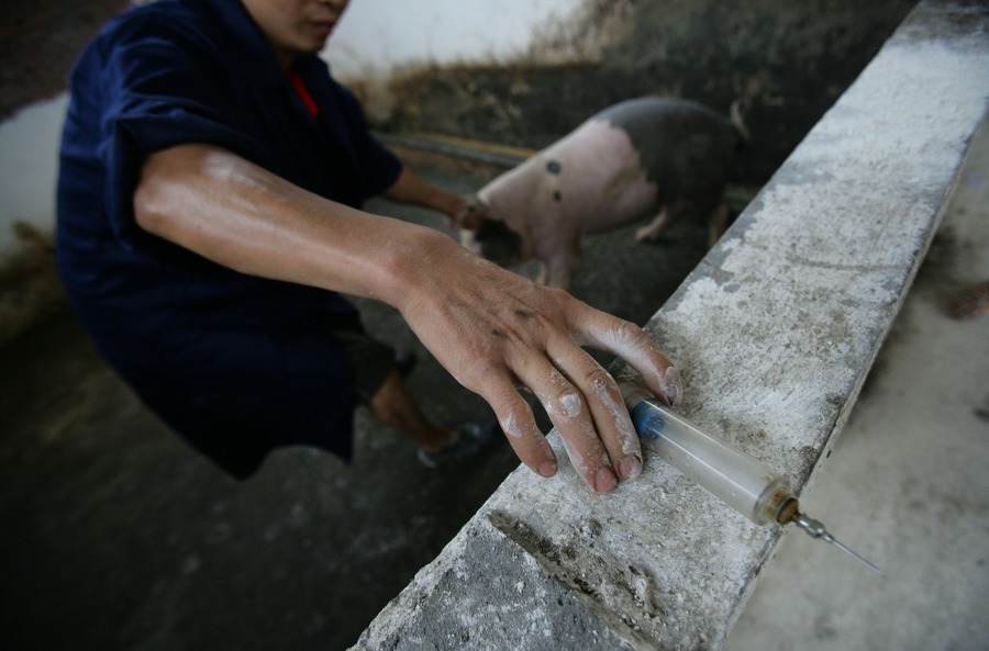 研究證實：抗藥基因源於中國養豬場