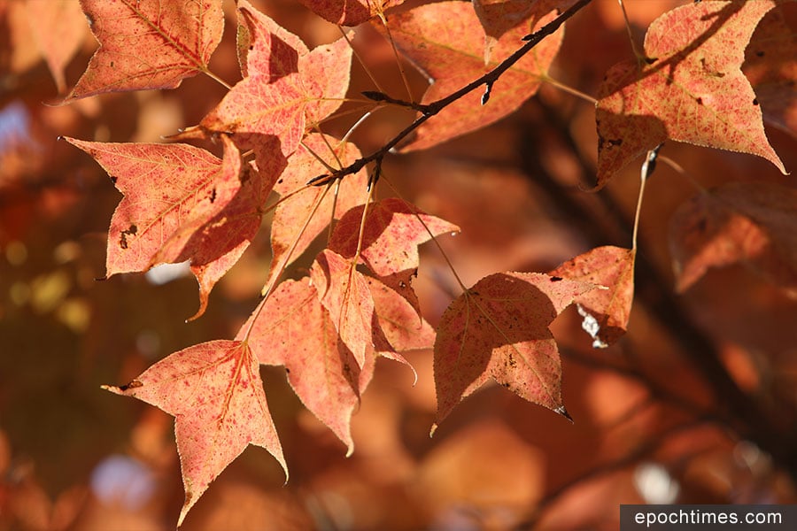 每逢秋冬，元朗大棠楓香林紅葉處處，近年已成為大眾賞紅葉的熱門之選，遊人絡繹而至。（陳仲明／大紀元）