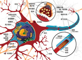 新發現大腦神經元可再生