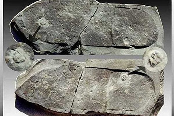 慧眼識寶 美少女發現4.7億年前三葉蟲化石