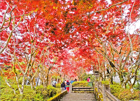 太平山賞紫葉槭 槭紅疑似秋卻是春光明媚時