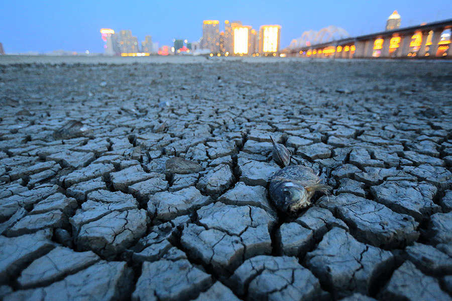 松花江水位現11年最低 哈爾濱市民河床挖蚌