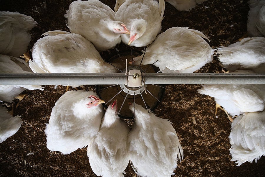 禽鳥肉成談判焦點 華府將促北京撤進口禁令