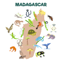黑眶毒蟾入侵馬達加斯加生物