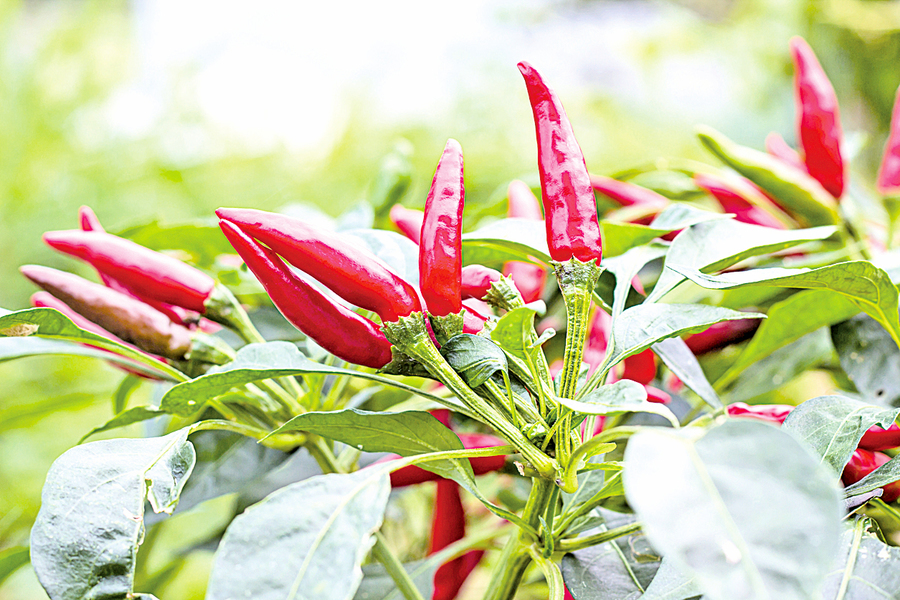 研究 紅辣椒有益健康長壽 減少心腦疾病