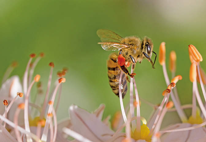 研究發現：蜜蜂能理解「零」概念
