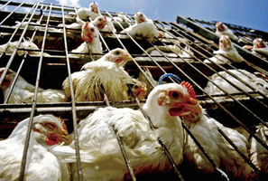 青海養殖場爆H5N1 逾千肉雞病死