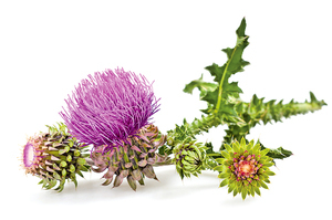 蘇格蘭國花──荊棘密布的薊花