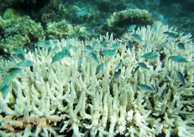 澳洲大堡礁35%珊瑚死亡