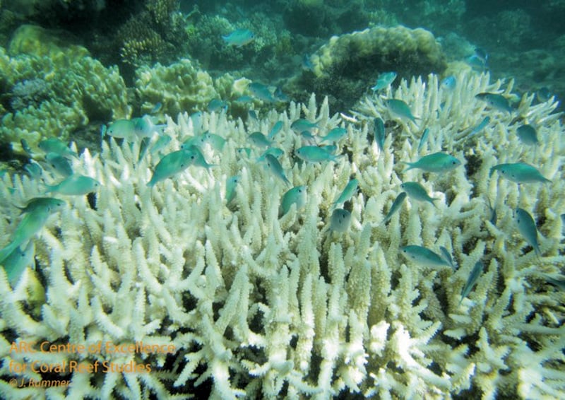 澳洲大堡礁35%珊瑚死亡