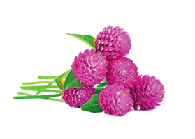 【短篇小說】圓仔花(上)